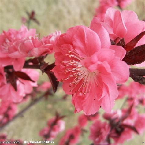 桃花緣意思